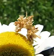 Caterpillar with plant pieces as camouflage