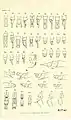 Appendages a dorsal, b profile, 1.Synthemis eustalacta male, 2.Synthemis tasmanica male, 4.Synthemis macrostigma male