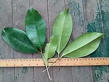 Leaves