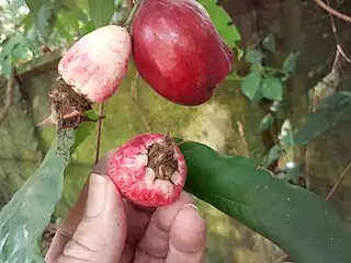 Fruit