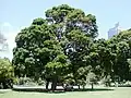 In Royal Botanic Gardens, Sydney