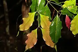 Foliage