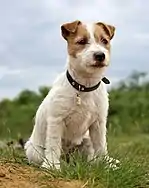 Image 16Jack Russell Terrier puppy (from Puppy)