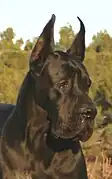 Long ear crop on a Great Dane