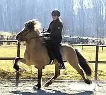 Icelandic horse at the tölt