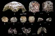 Image 13Ancient human fossil remains from Tam Pa Ling cave (from History of Laos)