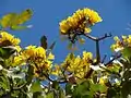 flowers & leaves