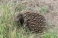 Short-beaked echidna