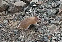 Tailless Arabian Spiny Mouse from Eastern Saudi Arabia