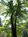 Bigleaf maple in the McKenzie River valley in western Oregon