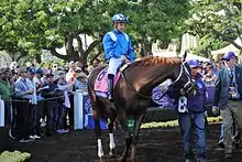 Tamarkuz in the walking ring prior to the Breeders' Cup Dirt Mile