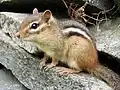 Eastern chipmunk