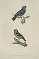 Painting of metallic-green tanager (below) with a golden-naped tanager (above)