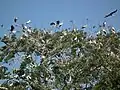 Yellow-billed stork heronry in Tanzania