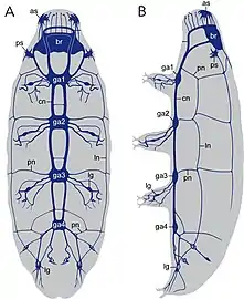 Nervous system of a tardigrade, showing ventral nerve cord with segmented ganglia (ga1-4).