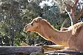 Arabian camel