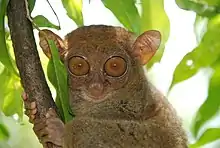 Tarsiers are prosimian primates, but more closely related to monkeys, apes, and humans (simians) than to other prosimians.