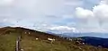 Cattle grazing in front of the Tauern Wind Park