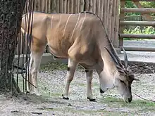 Common eland