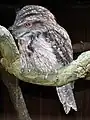 Tawny frogmouth (Podargus strigoides)