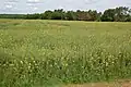 fallow dominated by wild mustard