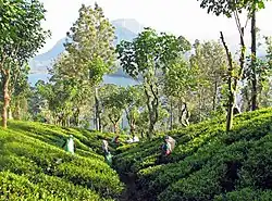 Image 38Tea plantation near Kandy (from Culture of Sri Lanka)