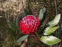 a red dome-shaped flowerhead made up of hundreds of red flowers in bushland