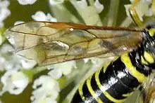 Wing of T. arcuata