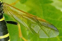 Close-up on a wing