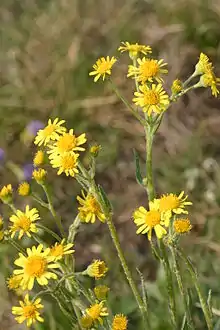 Tephroseris integrifolia