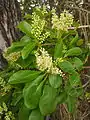 T. porphyrocarpa foliage and flowers