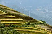 Photograph of terraced rice fields in Sa Pa