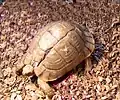 Kleinmann's tortoise, carapace fractured during smuggling.