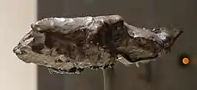 fossil skull of early ungulate Tetraclaenodon puercensis