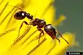 Tetramorium immigrans