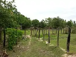 A field in Khum Khlong Popok