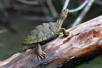 Texas map turtle (Graptemys versa) in situ, Colorado River, Travis Co., Texas (12 April 2012)