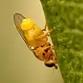 Thaumatomyia notata male with eversible vesicles that may be pheromone producing glands