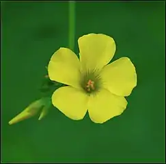 Open flower and a bud