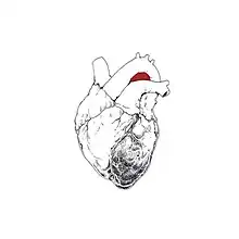 A heart on a white background