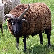 A Hebridean sheep with one horn on one side and two on the other