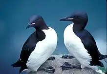 Thick-billed murres in the refuge