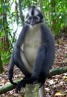 Gray monkey