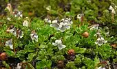 Flowers of Viola tridentata