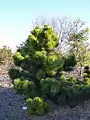 Pinus thunbergii cv. 'Thunderhead'