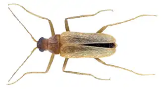 Thylodrias contractus male