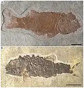 The Middle Triassic Ticinolepis