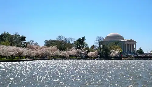 Wide view of the Tidal Basin with blossoms in 2010