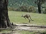 Eastern grey kangaroos