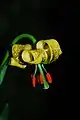 Lilium columbianum flower, from a garden in Scotland.